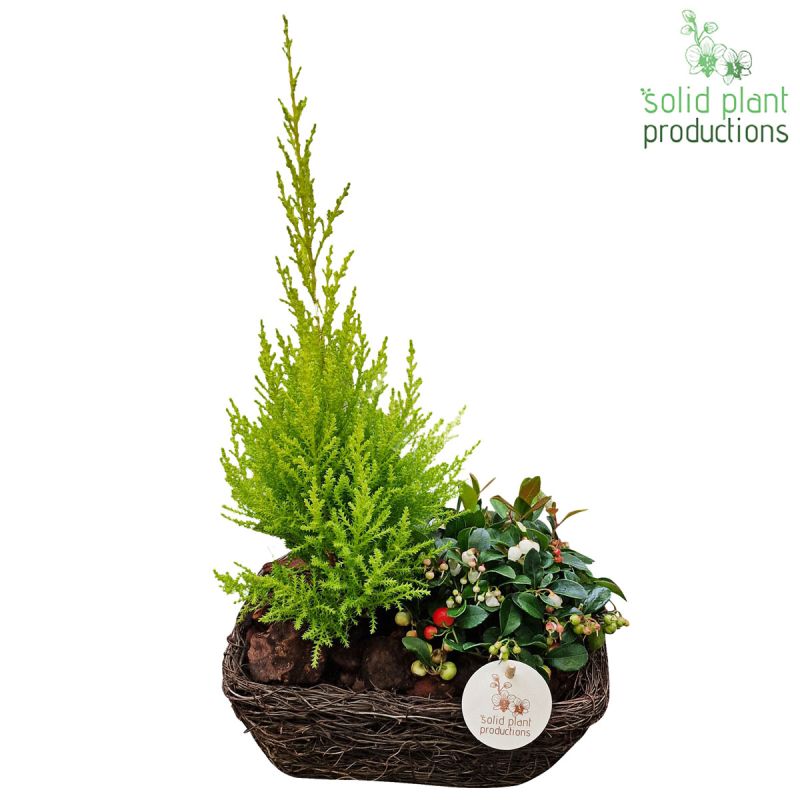 Bepflanzte Schale Herbst Salim Topf-Ø 24 cm
