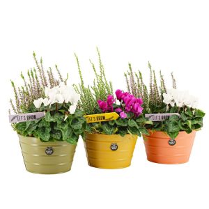 Bepflanzte Zinkschale Alpenveilchen & Calluna Topf-Ø 17 cm Bepflanzte Zinkschale Alpenveilchen & Calluna Topf-Ø 17 cm