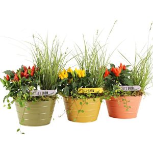 Bepflanzte Zinkschale Zierpfeffer & Ziergras Topf-Ø 17 cm Bepflanzte Zinkschale Zierpfeffer & Ziergras Topf-Ø 17 cm
