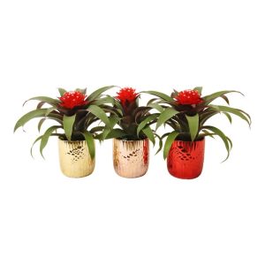 Guzmania im Keramik-Topf Ø 10 cm Guzmania im Keramik-Topf Ø 10 cm