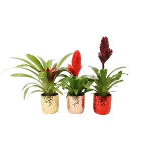 Bromelia im Keramik-Topf Ø 10 cm Bromelia im Keramik-Topf Ø 10 cm