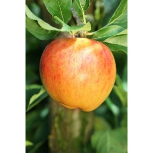 Plantiflor BIO-Apfel 'Alkmene' Plantiflor BIO-Apfel 'Alkmene'