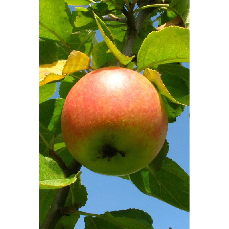 Plantiflor BIO-Apfel 'Cox Orange Renette'
