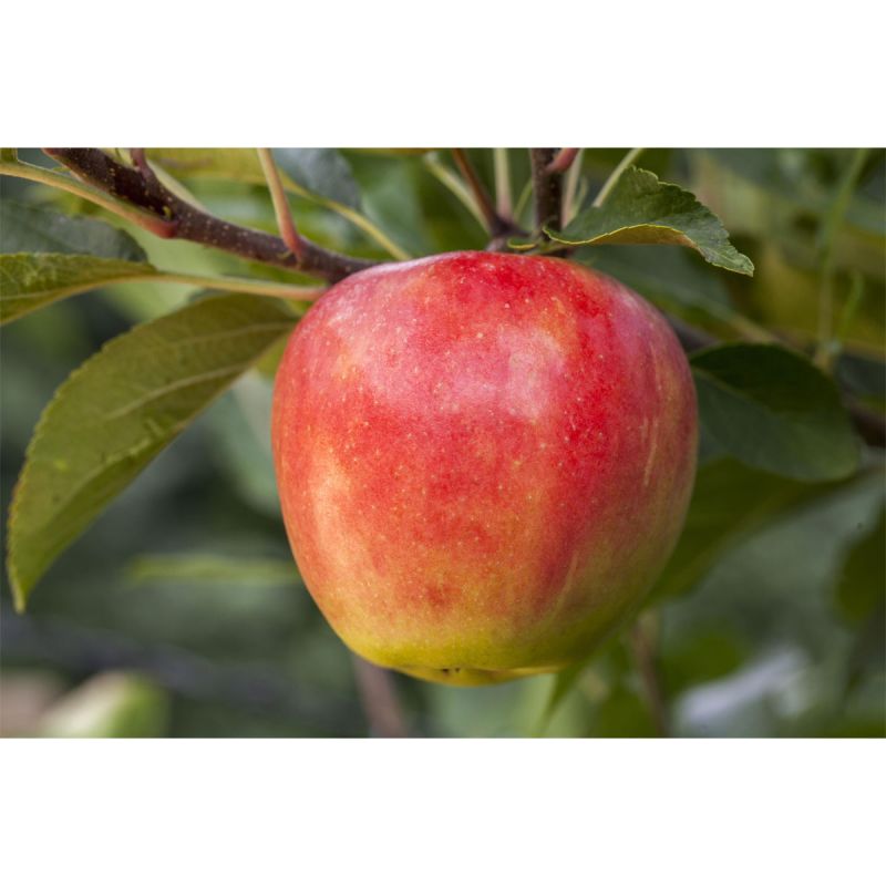 Plantiflor BIO-Apfel 'Elstar'