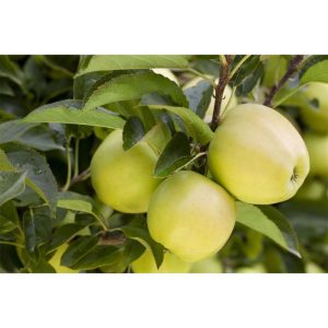 Plantiflor BIO-Apfel 'Golden Delicious' Plantiflor BIO-Apfel 'Golden Delicious'