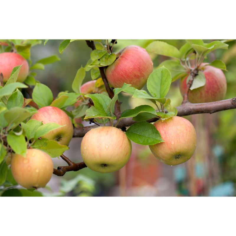 Plantiflor BIO-Apfel 'Goldparmäne'