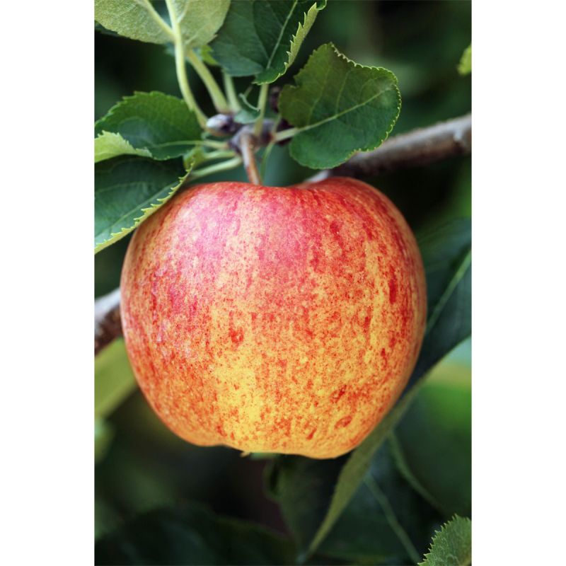 Plantiflor BIO-Apfel 'James Grieve'