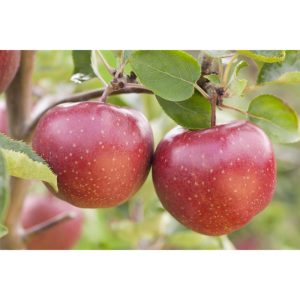 Plantiflor BIO-Apfel 'Jonagold' Plantiflor BIO-Apfel 'Jonagold'