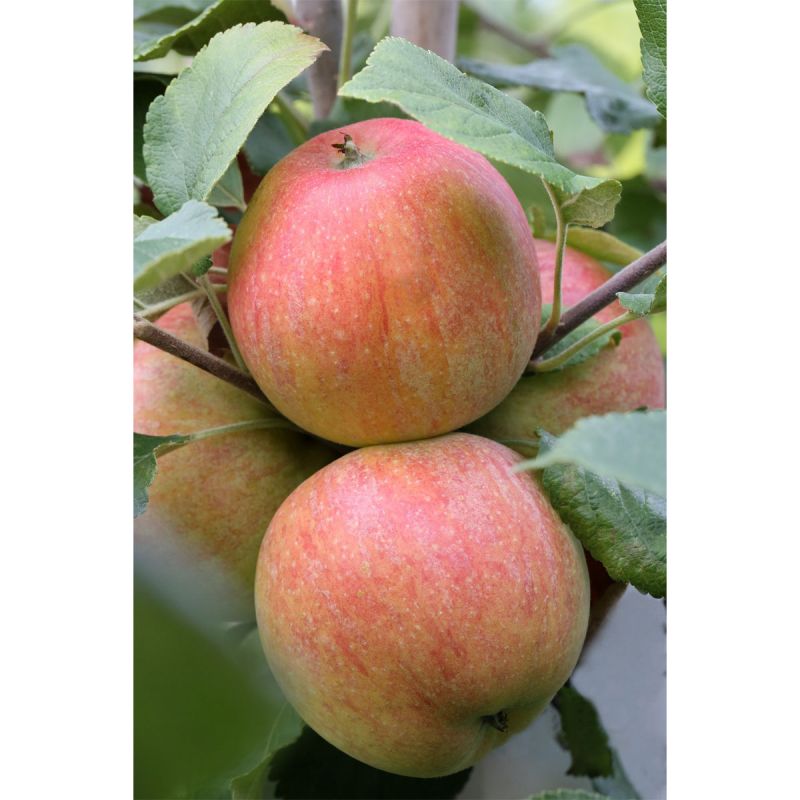 Plantiflor BIO-Apfel 'Roter Boskoop'