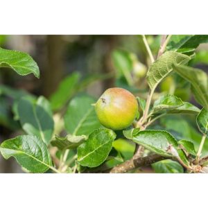 Plantiflor BIO-Apfel 'Santana'® Plantiflor BIO-Apfel 'Santana'®