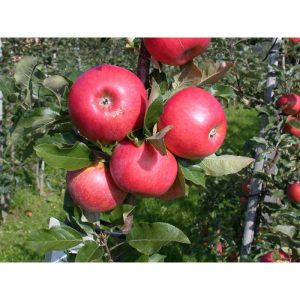 Plantiflor BIO-Apfel 'Topaz'(S) Plantiflor BIO-Apfel 'Topaz'(S)