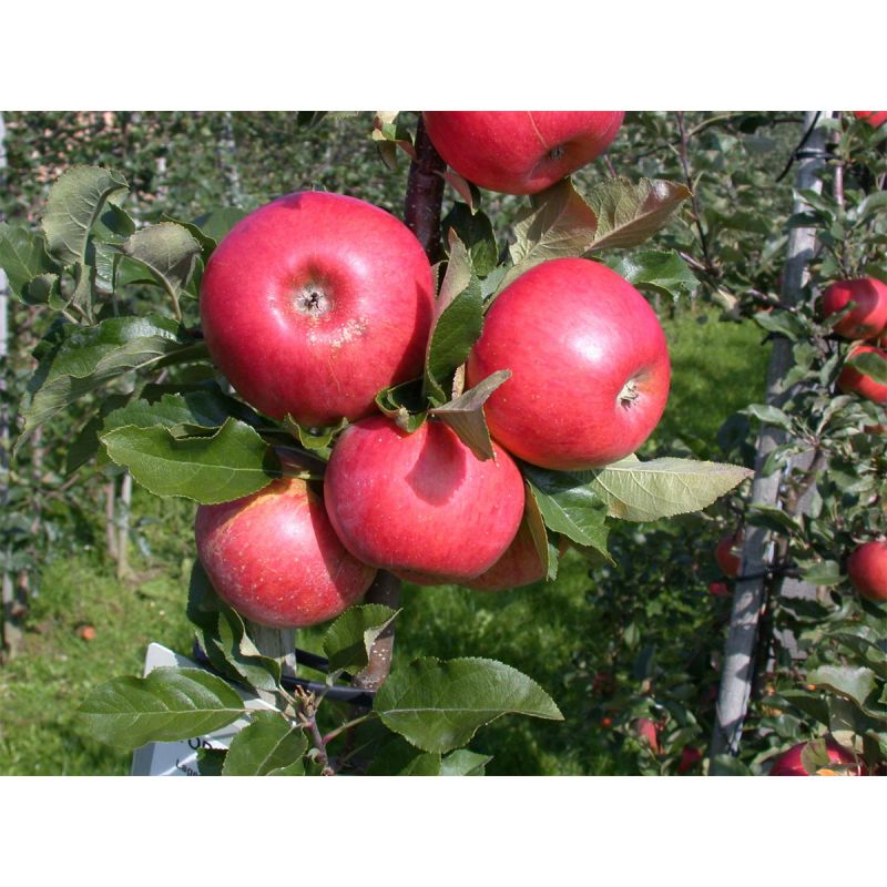 Plantiflor BIO-Apfel 'Topaz'(S)
