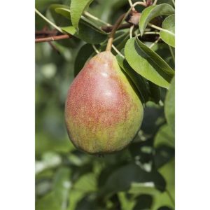 Plantiflor BIO-Birne 'Clapps Liebling' Plantiflor BIO-Birne 'Clapps Liebling'