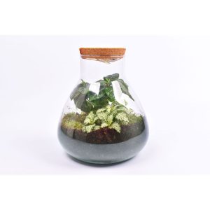 Bepflanztes Glas mit LED und 2 Grünpflanzen Topf-Ø 22 cm