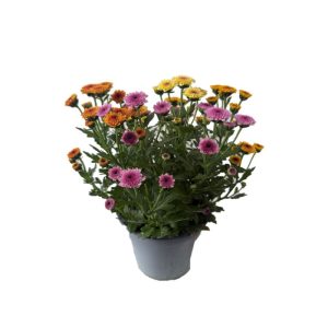 Chrysantheme Jellyfish 5-farbig im 14 cm Topf Chrysantheme Jellyfish 5-farbig im 14 cm Topf