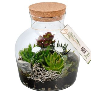 Bepflanztes Glas mit Sukkulenten T19 Bepflanztes Glas mit Sukkulenten T19