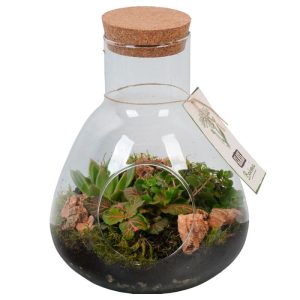 Bepflanztes Glas mit Grünpflanzen T22 Bepflanztes Glas mit Grünpflanzen T22