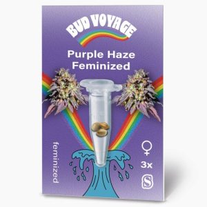 Bud Voyage Hanfsamen Purple Haze Feminisiert Bud Voyage Hanfsamen Purple Haze Feminisiert