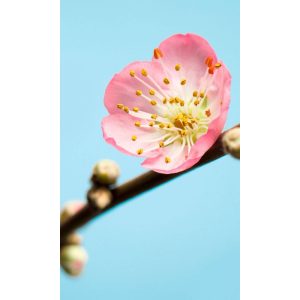 Komar Vlies Fototapete Peach Blossom 150×250 cm Komar Vlies Fototapete Peach Blossom 150×250 cm
