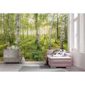 Komar  Vlies Fototapete Birch Trees 400×250 cm