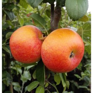Apfel Alkmene allergikergeeignet Apfel Alkmene allergikergeeignet