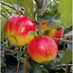 Apfel Elstar allergikergeeignet Apfel Elstar allergikergeeignet