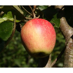 Apfel Finkenwerder Herbstprinz Apfel Finkenwerder Herbstprinz