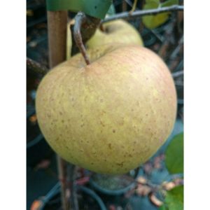 Apfel Golden Delicious Apfel Golden Delicious