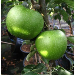 Apfel Granny Smith Compact Apfel Granny Smith Compact
