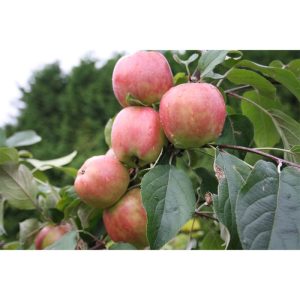 Apfel Gravensteiner Apfel Gravensteiner