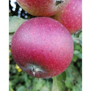 Apfel Ingrid Marie Apfel Ingrid Marie