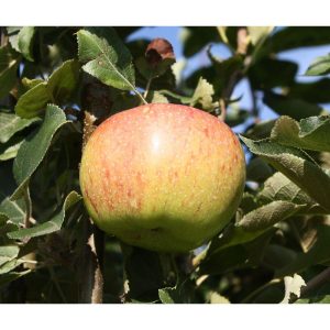 Apfel Jonagold Apfel Jonagold