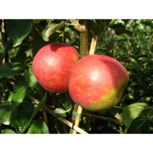 Apfel Roter Boskoop Apfel Roter Boskoop