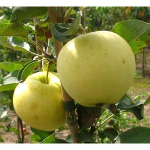 Apfel Weißer Klarapfel Apfel Weißer Klarapfel