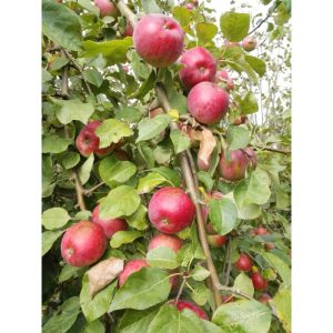 Apfel-Halbstamm Florina Apfel-Halbstamm Florina