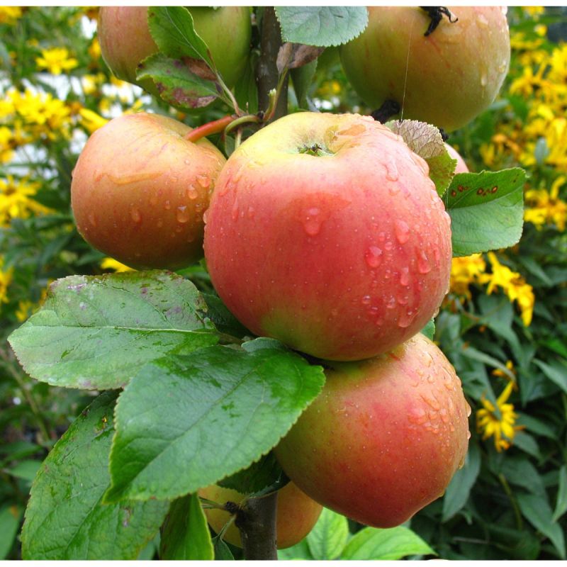 Apfel-Halbstamm Goldparmäne