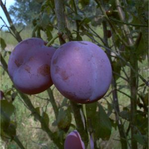 Pflaume Bühler Frühzwetsche Inra 2 Pflaume Bühler Frühzwetsche Inra 2