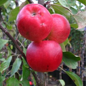 Säulenapfel 1a-plant Finn M 7 Säulenapfel 1a-plant Finn M 7