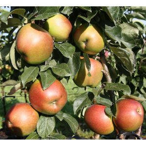Säulenapfel Berbat Säulenapfel Berbat