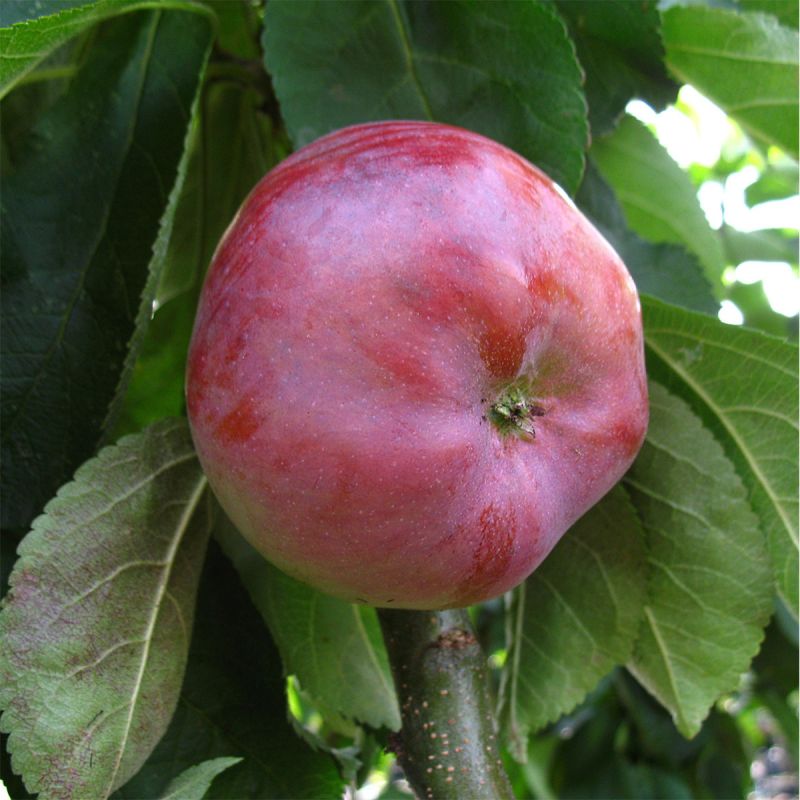 Säulenapfel Dzin
