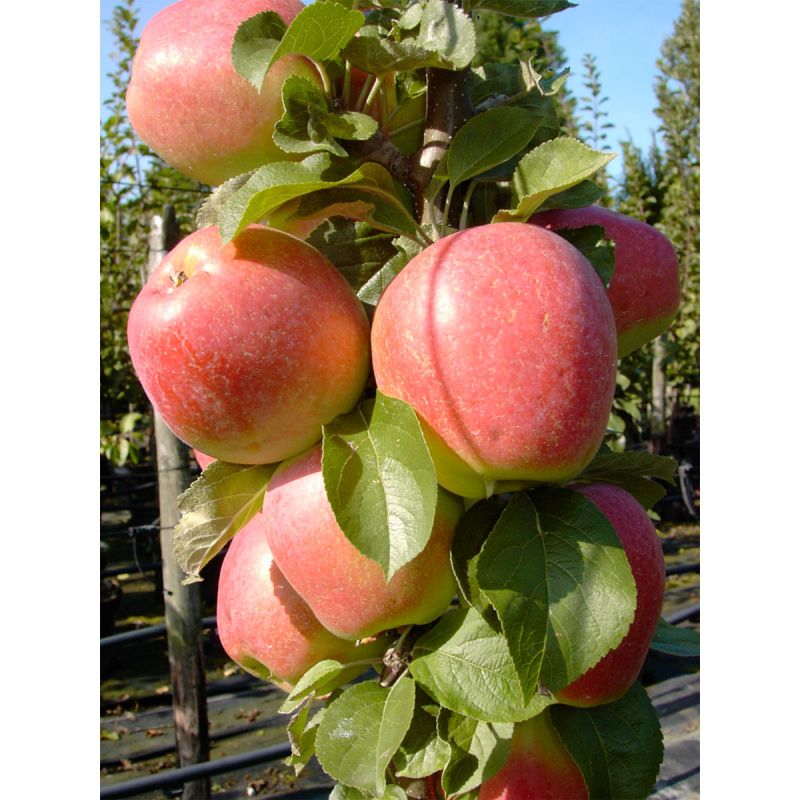 Säulenapfel Golden Gate