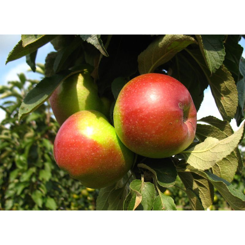 Säulenapfel Red River