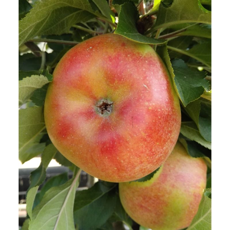 Säulenapfel Rhapsodie