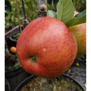 Säulenapfel Rondo Säulenapfel Rondo