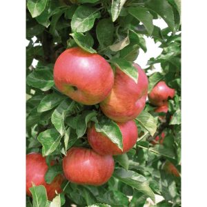Säulenapfel Sonate MM 111 Säulenapfel Sonate MM 111