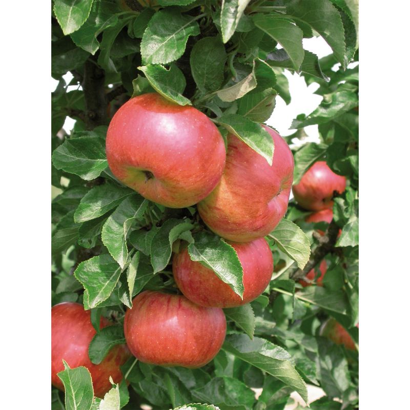 Säulenapfel Sonate A 2