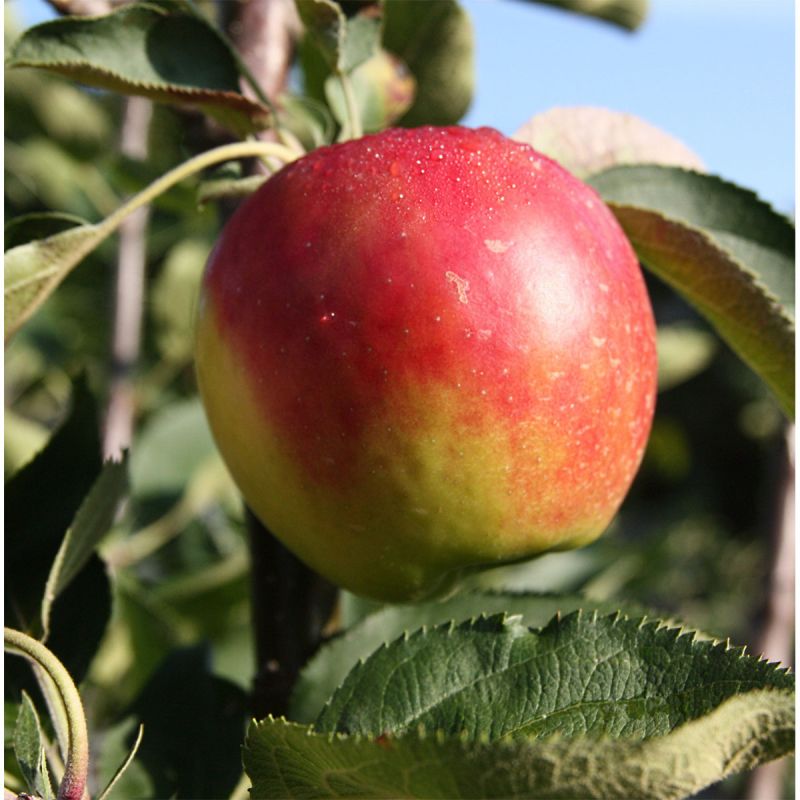 Säulenapfel Suncats