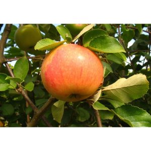 Zwergapfel James Grieve Super Compact Zwergapfel James Grieve Super Compact