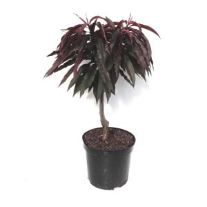 Zwergpfirsich Crimson Rotlaubig Pr Pumila Zwergpfirsich Crimson Rotlaubig Pr Pumila