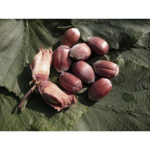 Haselnuss Maxima Purpurea Haselnuss Maxima Purpurea